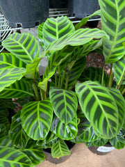 CALATHEA ZEBRINA Sydney's Plant Market